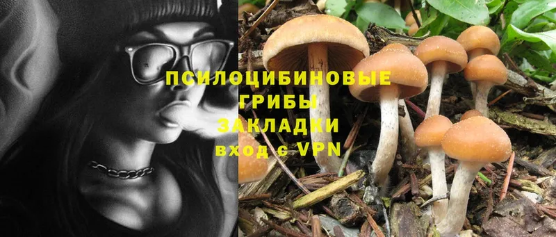 Псилоцибиновые грибы Magic Shrooms  купить   Асбест 